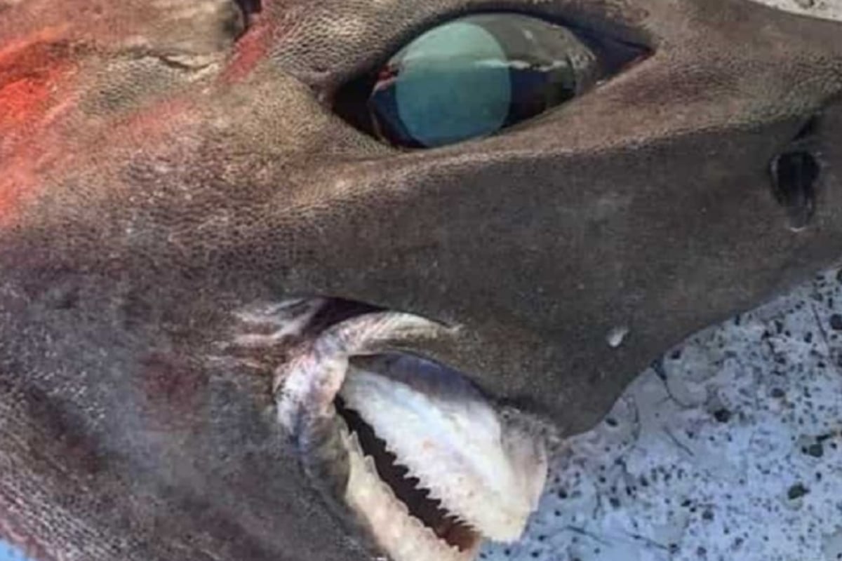 bizarre shark 
