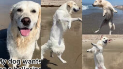 Golden Retriever dance