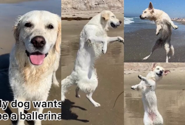 Watch viral: It seems that this Golden Retriever ‘wants’ to dance