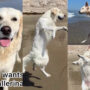 Watch viral: It seems that this Golden Retriever ‘wants’ to dance