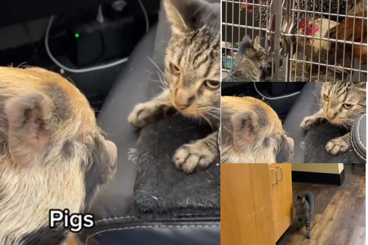 cat's 'opinions'