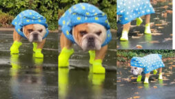 Watch: Bulldog wearing tiny rain boots goes viral