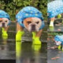 Watch: Bulldog wearing tiny rain boots goes viral