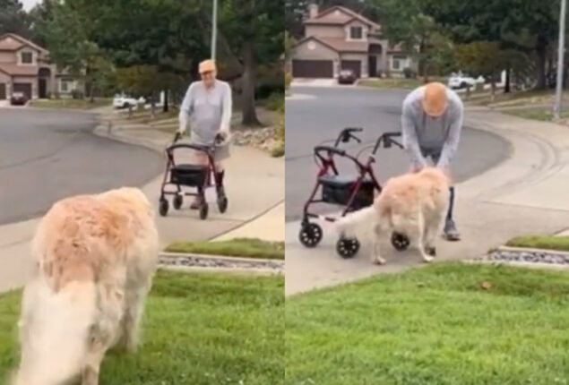 Viral: Dog waits every morning for 90-year-old friend