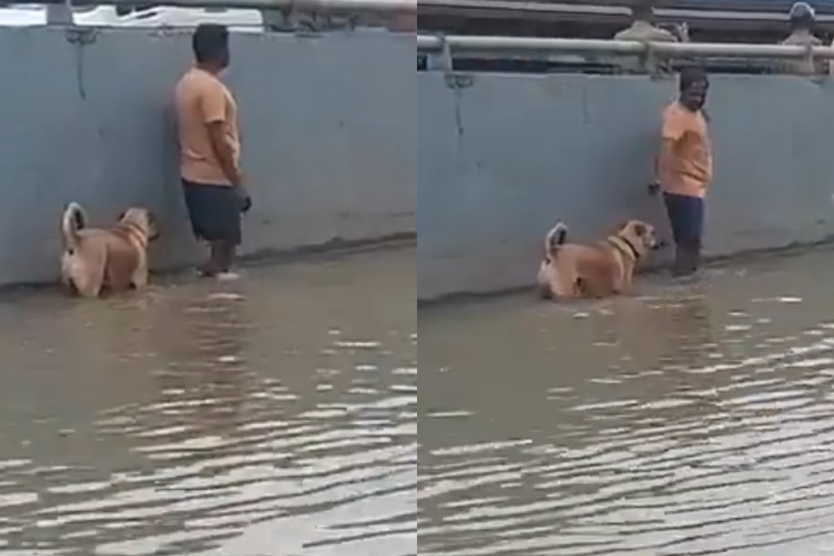 stray dog