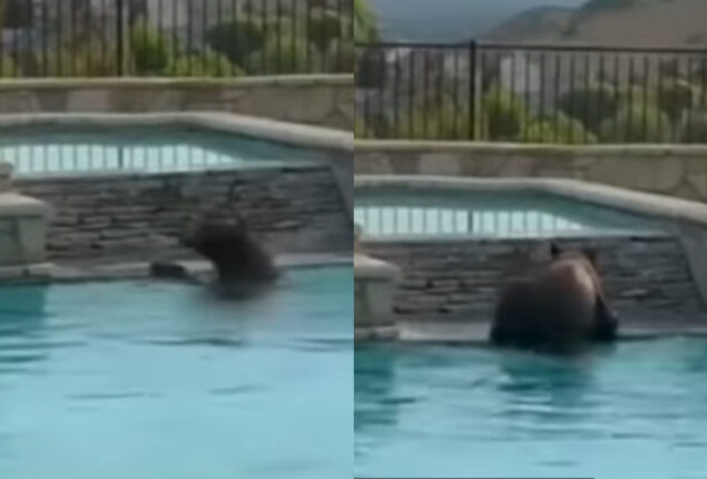 Bear swims in a California man’s backyard pool