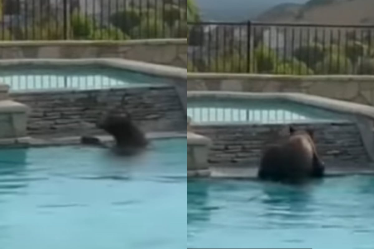 Bear swims in backyard pool