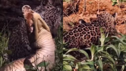 Viral: Jaguar attacks crocodile in water with one leap