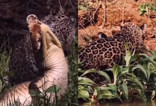 Jaguar attacks crocodile