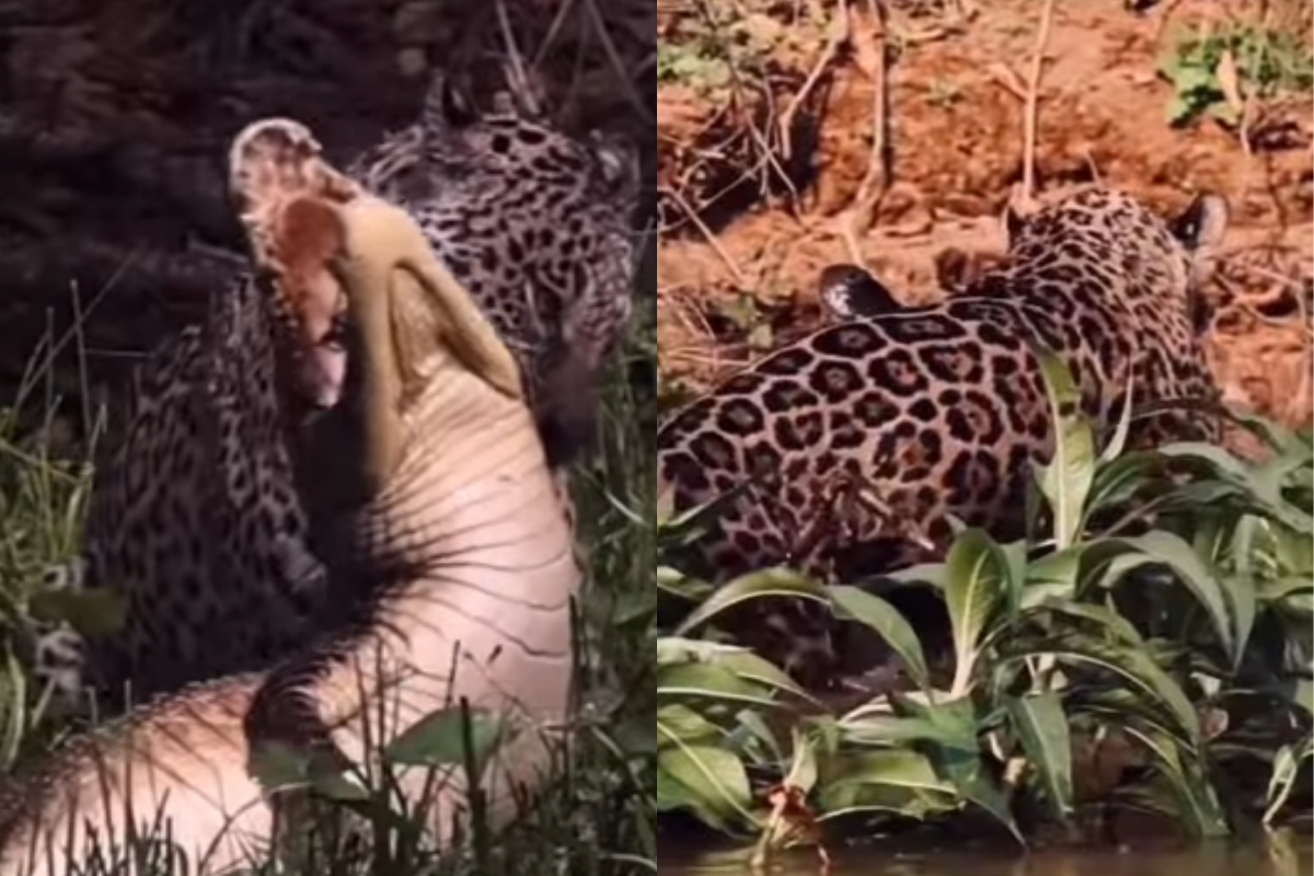 Jaguar attacks crocodile