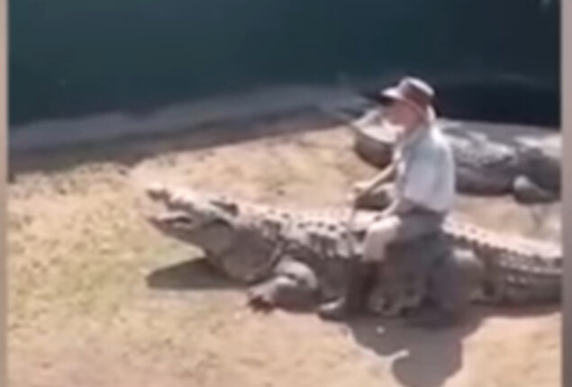 16-foot crocodile attacks zookeeper during live show