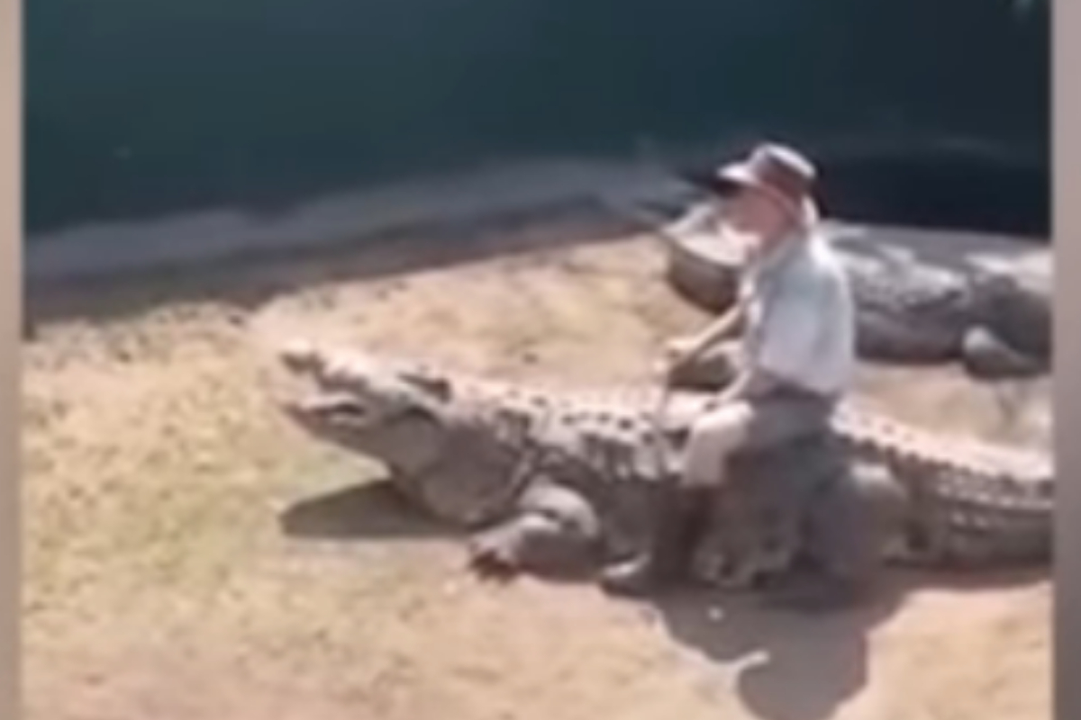 crocodile