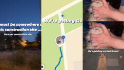 GPS to track cat