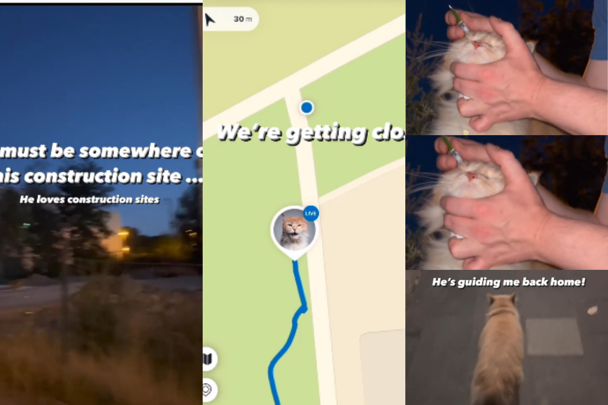GPS to track cat