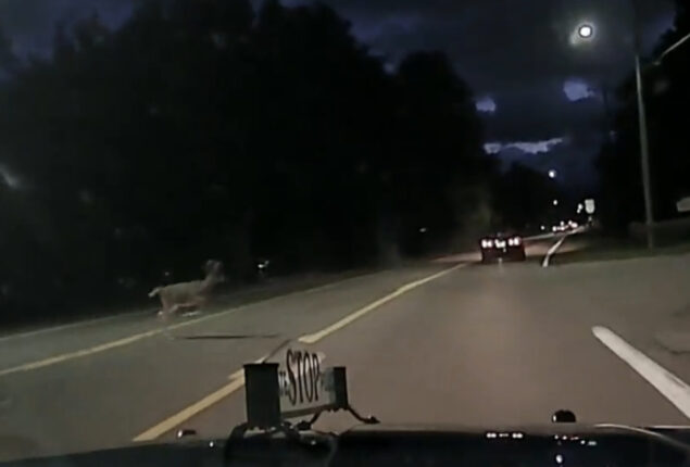 Deer jumps across moving car while crossing road
