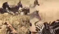 Watch viral: Pride of lions attempting to capture zebras in the Serengeti