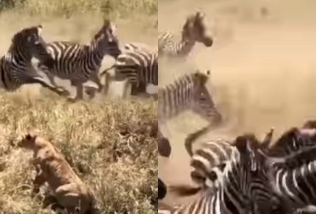 Watch viral: Pride of lions attempting to capture zebras in the Serengeti