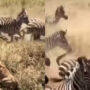Watch viral: Pride of lions attempting to capture zebras in the Serengeti