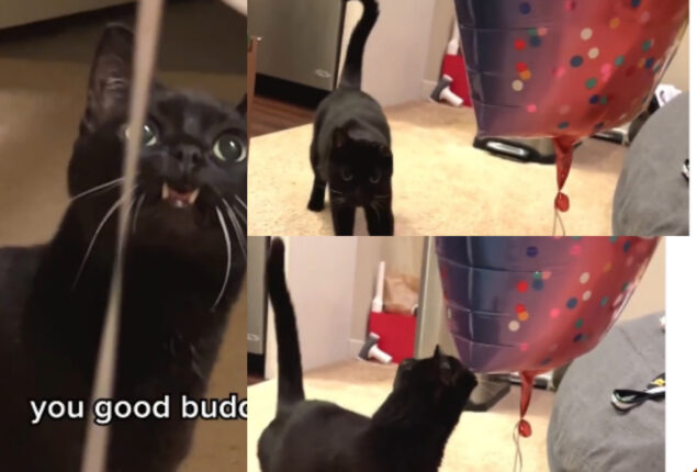 Cat seeing balloon