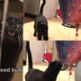 Watch: Cat’s initial reaction to seeing balloon is cutest thing