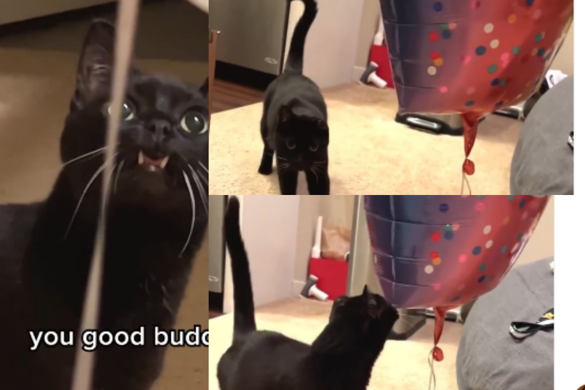 Cat seeing balloon