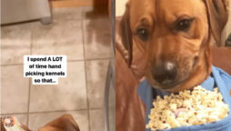 Dog eating popcorn