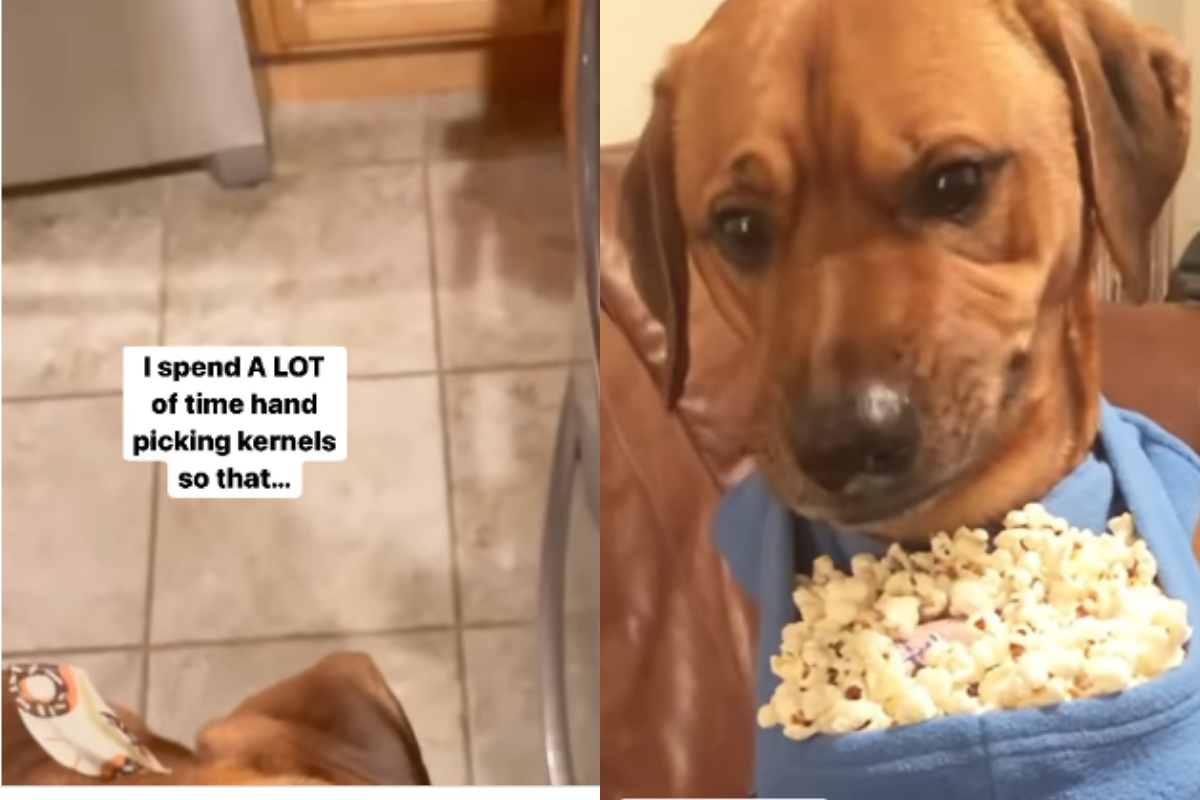 Dog eating popcorn