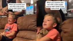 Watch: how child reacts when his parents give him puppy as surprise