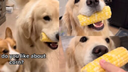Golden Retriever eating corn
