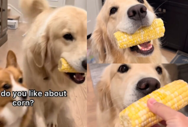 Golden Retriever eating corn