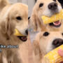 Watch: Golden Retriever eating corn on cob has gone viral
