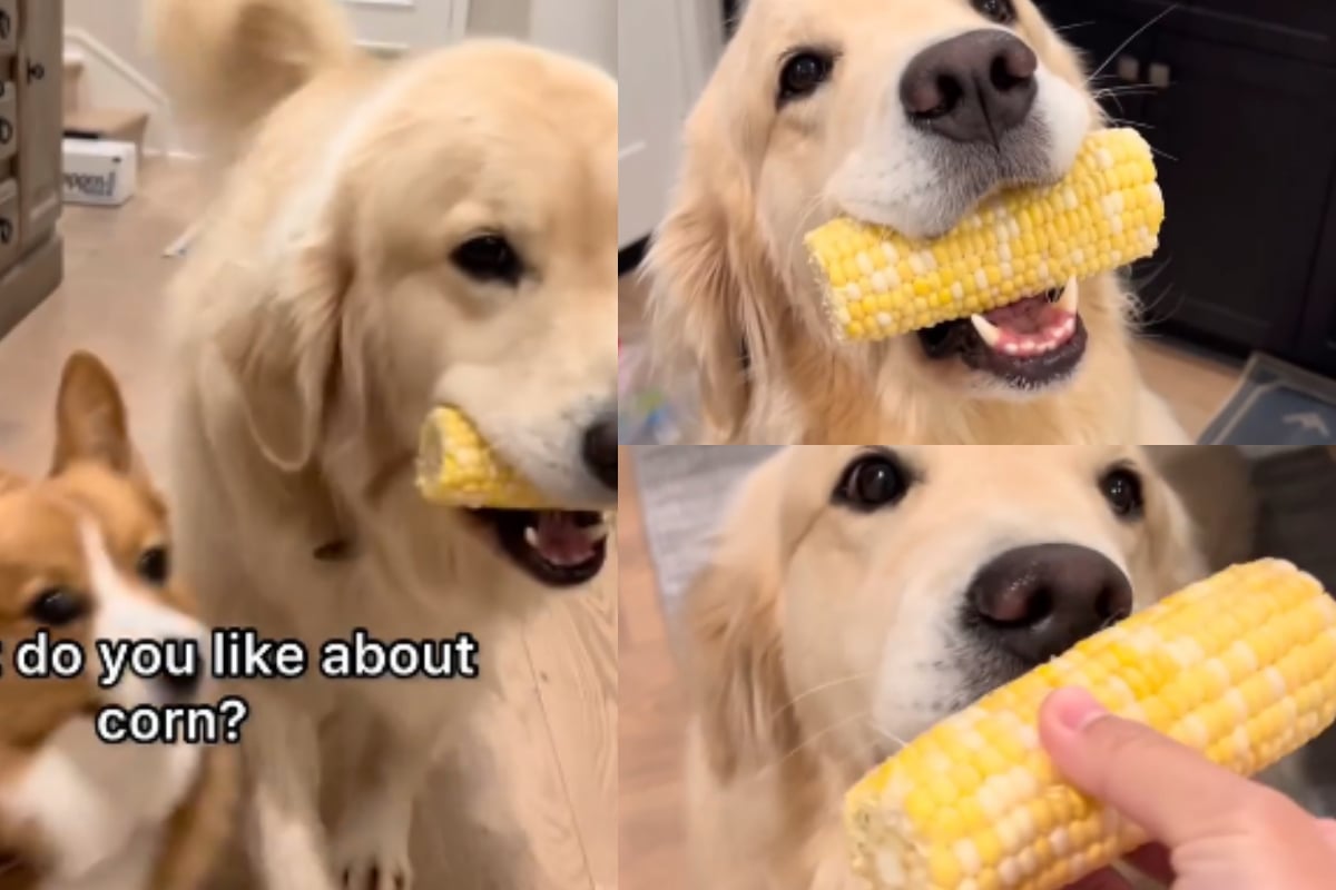 Golden Retriever eating corn