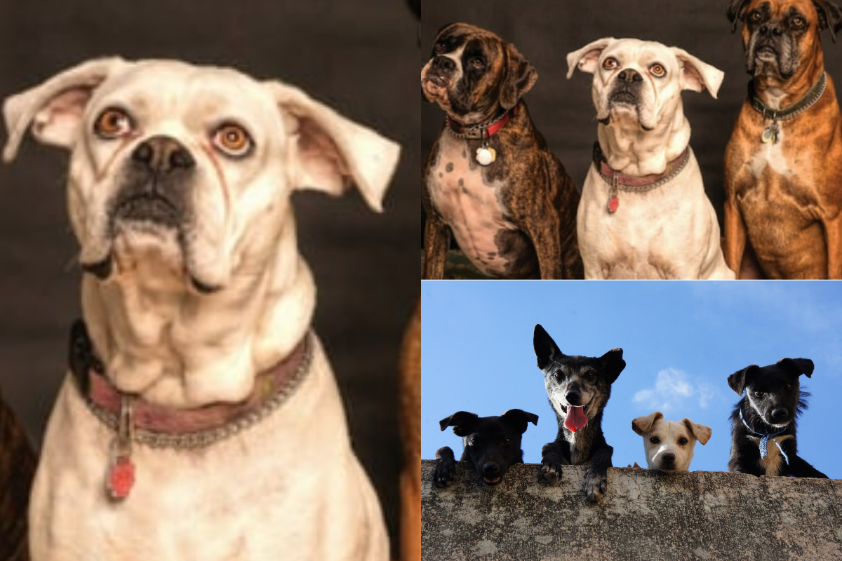 127 dogs open-air showing