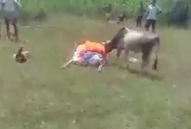 buffalo calf runs to cemetery to say goodbye to owner