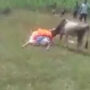 buffalo calf runs to cemetery to say goodbye to owner