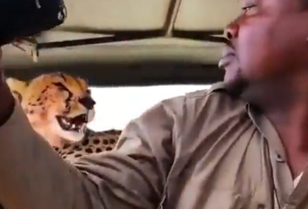 Safari guide shoots viral selfie with cheetah