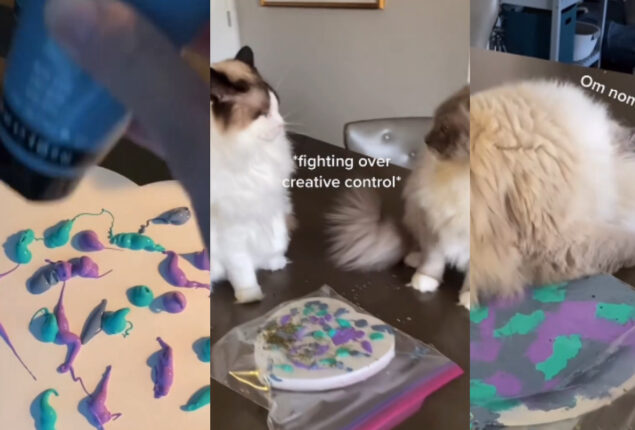 Catnip helps cats