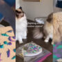 Watch viral: Catnip helps her cats “paint” an image