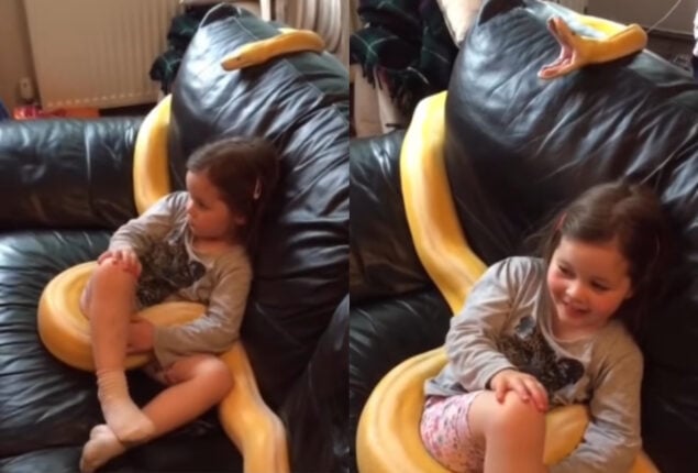 Viral: Girl watches TV with 12 foot long python