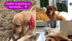 Watch: Golden Retriever dogs appear in parody of the Rapunzel song