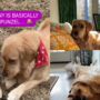 Watch: Golden Retriever dogs appear in parody of the Rapunzel song