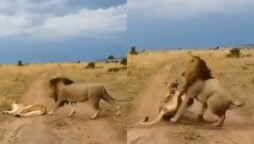 Watch: Lion teases a sleeping lioness will later regret it