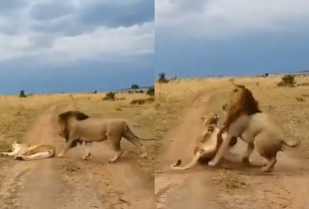 Watch: Lion teases a sleeping lioness will later regret it