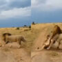 Watch: Lion teases a sleeping lioness will later regret it