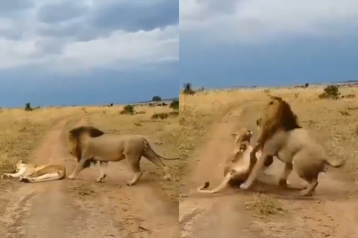 Lion