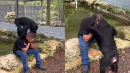 Chimpanzee gives crying man hugs and kisses