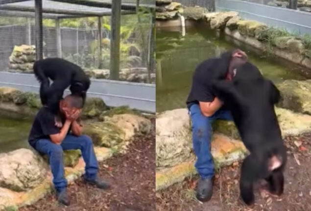 Chimpanzee gives crying man hugs and kisses