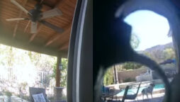 Watch viral: Bear swims in the water and eats newly baked cake