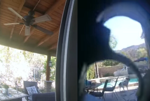 Watch viral: Bear swims in the water and eats newly baked cake