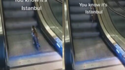 Viral video of cute cat on escalator